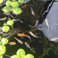 雲州三色めだか卵30個+αの画像