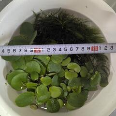 水草　姫ホテイアオイ　など　3種の画像