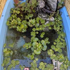 水草　姫ホテイアオイ　など　3種の画像