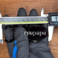 タランドゥスオオツヤクワガタ　使用済みペアの画像