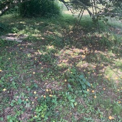 南高梅🧑🏿‍🌾梅干し用の画像