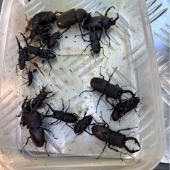 カブトムシ、クワガタ無料
の画像