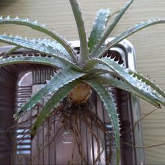 ディッキア(dyckia 'keswick' x  'H&H'') 2個の画像