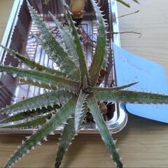 ディッキア(dyckia 'keswick' x  'H&H'') 2個の画像