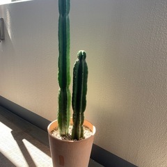 【お取引中！】植木鉢ごと　サボテンの画像