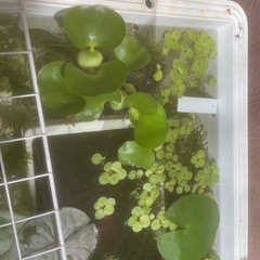 アナカリス、マツモ、ホテイ草等の水草の画像