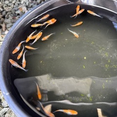 めだかの画像