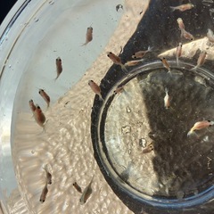 ピンポンパール 金魚 赤ちゃん 5匹まとめ売り　の画像