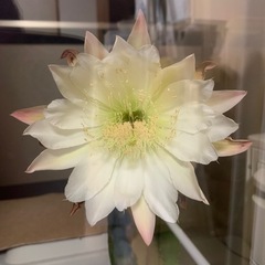【お取引中！】植木鉢ごと　サボテンの画像