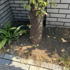 はなみずきの大木お譲りしますの画像