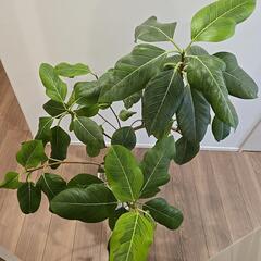 観葉植物の画像