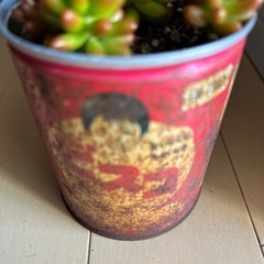 多肉 5種類
の画像