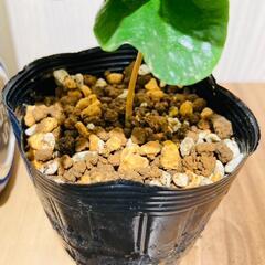 【観葉植物】コーヒーの木・アラビカ『実生苗』（2.5号ポット）の画像