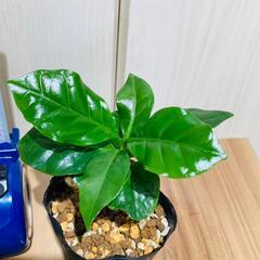 【観葉植物】コーヒーの木・アラビカ『実生苗』（2.5号ポット）の画像
