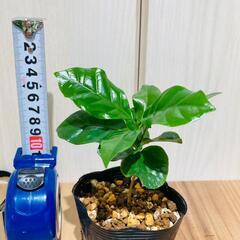 【観葉植物】コーヒーの木・アラビカ『実生苗』（2.5号ポット）の画像