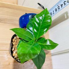 【観葉植物】コーヒーの木・アラビカ『実生苗』（2.5号ポット）の画像