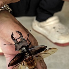  国産天然カブトムシ　クワガタ　50円〜　　　の画像