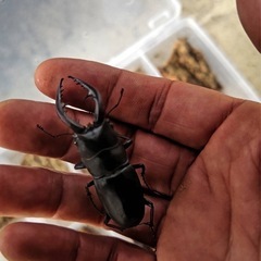  国産天然カブトムシ　クワガタ　50円〜　　　の画像