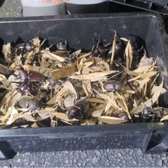  国産天然カブトムシ　クワガタ　50円〜　　　の画像