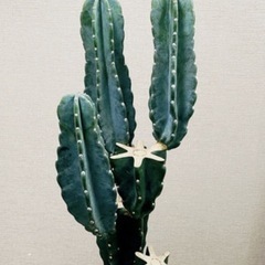 【お取引中！】植木鉢ごと　サボテンの画像