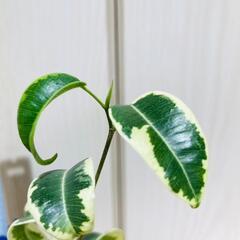 【観葉植物】フィカス・ベンジャミン "シタシオン"（2.5号ポット）の画像