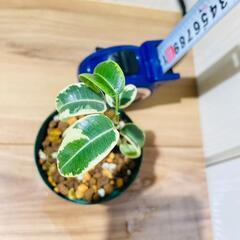 【観葉植物】フィカス・ベンジャミン "シタシオン"（2.5号ポット）の画像