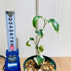 【観葉植物】フィカス・ベンジャミン "シタシオン"（2.5号ポット）の画像