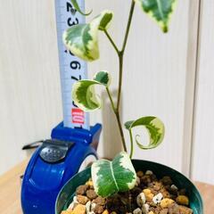 【観葉植物】フィカス・ベンジャミン "シタシオン"（2.5号ポット）の画像