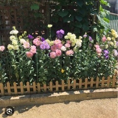非売品トルコギキョウの苗の画像