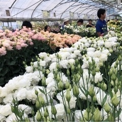 非売品トルコギキョウの苗の画像