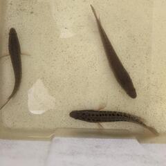 天然採取個体。雷魚、カムルチ3匹セット。の画像
