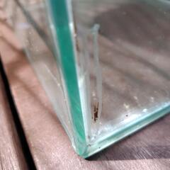 GEX　縦長水槽の画像