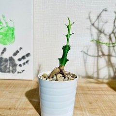 激安！流通量も少なく希少でかっこいい塊根植物！クンチー！の画像