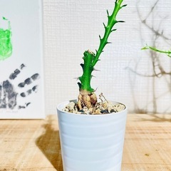 激安！流通量も少なく希少でかっこいい塊根植物！クンチー！の画像