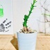 ランキングキーワードに紐づく投稿画像-観葉植物