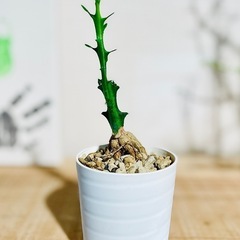 激安！流通量も少なく希少でかっこいい塊根植物！クンチー！の画像