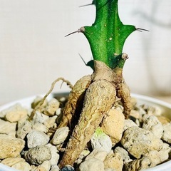 激安！流通量も少なく希少でかっこいい塊根植物！クンチー！の画像