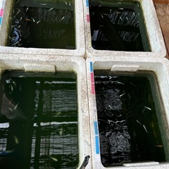 改良めだかおまかせ１００匹超特価セット7／23まで直接取引限定