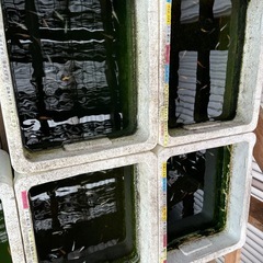 改良めだかおまかせ１００匹超特価セット7／23まで直接取引限定の画像