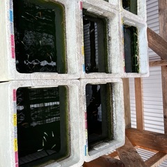 改良めだかおまかせ１００匹超特価セット7／23まで直接取引限定の画像