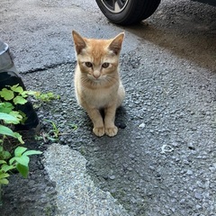 里親になって貰える方を探しています。