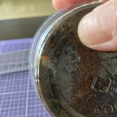 プラネットミヤマクワガタの幼虫販売
の画像