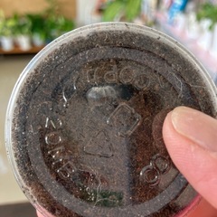 プラネットミヤマクワガタの幼虫販売
の画像