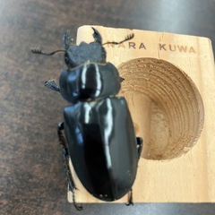 プラネットミヤマクワガタの幼虫販売
の画像