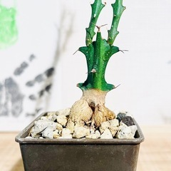 ②激安！流通量も少なく希少でかっこいい塊根植物！クンチー！の画像
