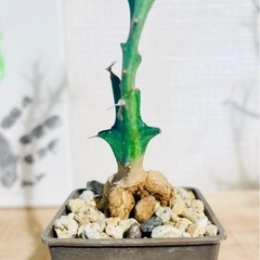 ②激安！流通量も少なく希少でかっこいい塊根植物！クンチー！の画像