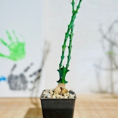 ②激安！流通量も少なく希少でかっこいい塊根植物！クンチー！の画像