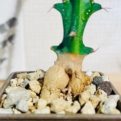 ②激安！流通量も少なく希少でかっこいい塊根植物！クンチー！の画像