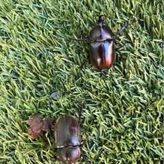 カブトムシの画像