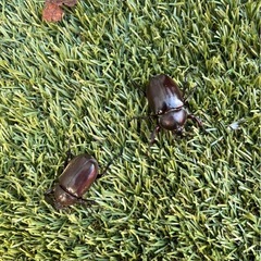 カブトムシの画像